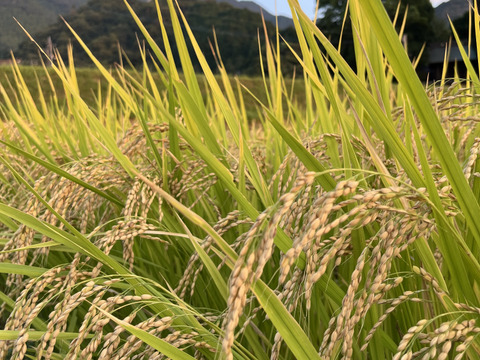 【R7年産】生活排水なしの一番水　自然栽培窪野米イセヒカリ5㎏【玄米】