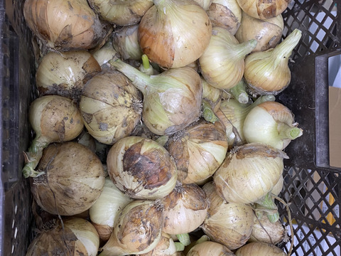 【淡路島より春をお届け】春のサラダセット