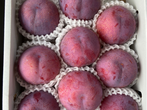 農家直送！プラムの王様貴陽！深い味わいがたまらない！2Kg 10玉〜11玉

《自分へのご褒美や大切な方への贈り物にもおススメです〉