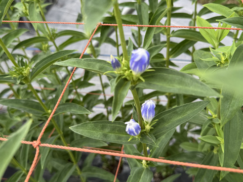 リンドウ　３品種　15本　クール便