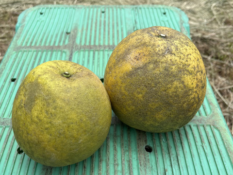 加工にオススメ！加工用 熊本県天草産 河内晩柑 9kg