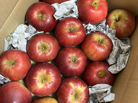 【希少品種】『紅玉』ご家庭用約３ｋｇ　絶妙な酸味と赤い色がお菓子作りに最適なりんご！