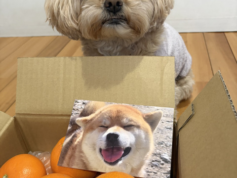 【ふわり、とろり】完熟ハウス せとか《ご家庭用 2kg》｜愛媛・西宇和産