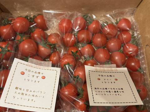 笑顔引き出す！みにとまとの食べ比べ 1kg