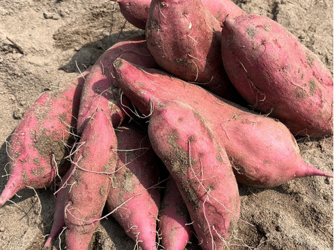 熟成1ヶ月『さつまいも』遠州金時20㎏土付き