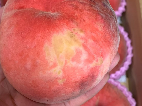 ８月下旬よりお届け🍑朝採れ訳あり品『川中島白桃』２Kg箱入り　６個から１０個入り