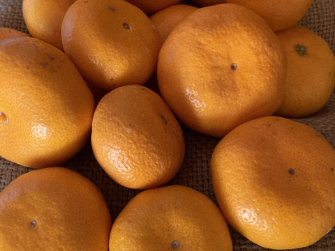 【温州みかん】みかん色の恋〜♪　大津みかん(大津4号)　Lサイズ　3.2kg