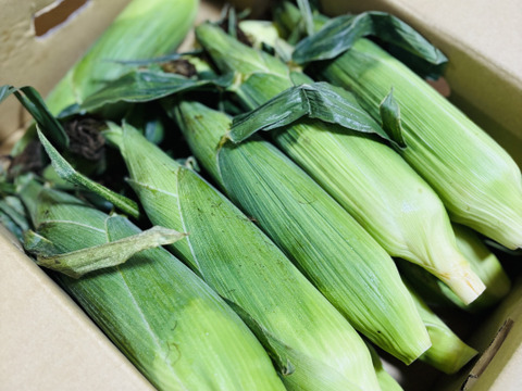 「一度お試しあれ！」　12本　あま～～い！！　【トウモロコシ】　✩ほしつぶコーン✩　　艶やかイエロー　【朝どれ】【夏ギフト】