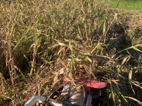 子供から大人、全ての生き物に安心を…自然栽培天日干しひきわりハトムギ【２００ｇ】