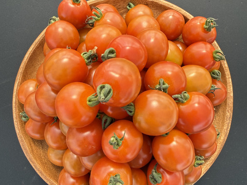 たっぷりミニトマト2kg｜福島県大熊町産｜サンゴ砂礫農法｜家庭用