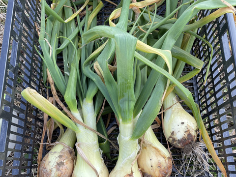 〜南国土佐旬便り〜あったかい太陽の恵みたっぷり冬の野菜セット【5-7品目】