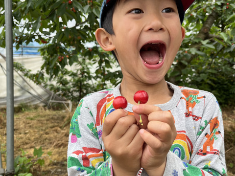 近日中発送！【クール便】紅てまり1kg (500g2箱) LM混み さくらんぼ