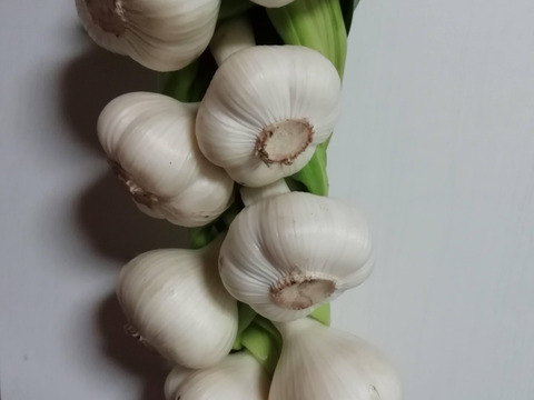 【お買得　大容量】みずみずしさ凝縮　（3kg）おいしさ・ぎゅっと‼　2023年八ケ岳高原産フレッシュ生にんにく