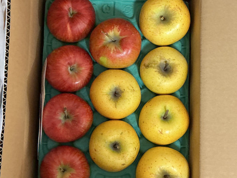 どっちがお好き？？当園人気ナンバー1企画「信州オリジナル林檎食べ比べ」　　お徳用シナノスイート＆シナノゴールド　
訳あり家庭用3キロ中玉　美味しさkeep！スマートフレッシュ鮮度保持貯蔵