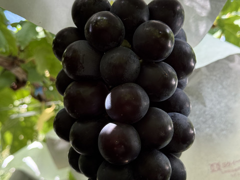 【クール便】ぶどう【ブラックビート】1kg〜1.2kg前後(2〜3房)山梨県産　 種なし