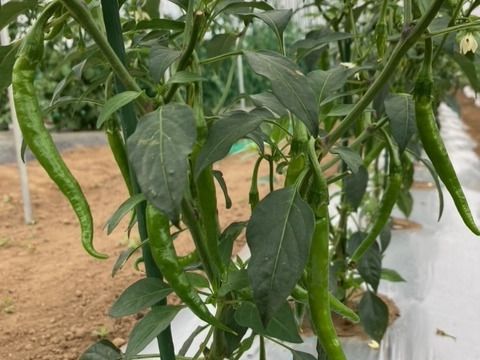 癖になる刺激！北海道産『激辛ナンバン』５００ｇ