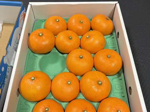 大特価!! 果汁・糖度タップリ！せとか（ご家庭用・3kg）：愛媛県産の 果物