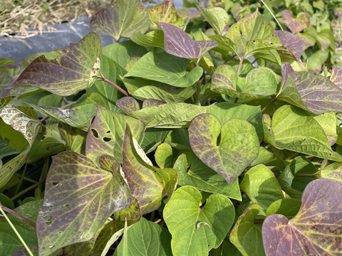 2024年【べにはるか】北海道産さつまいも　4.5kg