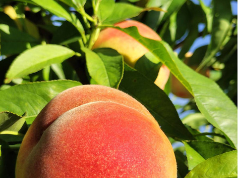 お手頃丸かじり桃!!『川中島白桃 2kg』☆数量限定☆【小玉品】