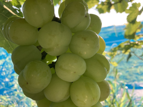 《おすすめ》ぷりっと可愛い瀬戸ジャイアンツ1kg2〜3房セット