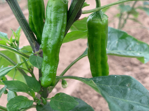 甘みの向こう側に辛味あり。シシトウ「翠臣」100g×6袋