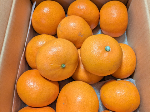 【訳ありだけど美味しさそのまま】せとか 3kg 愛媛県産