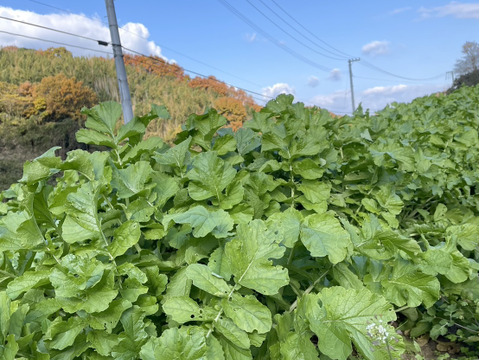 【自然栽培】大根（だいこん）3㎏（農薬・肥料不使用）