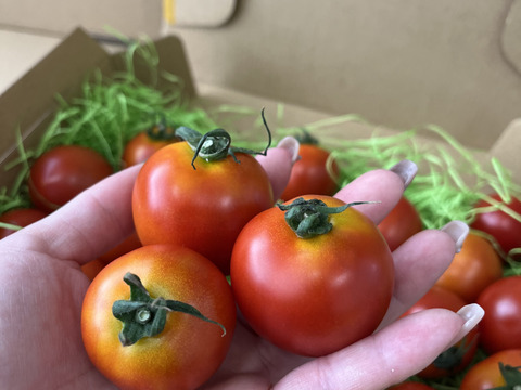 【岐阜県産】得トク！ミディトマト🍅0.8㎏