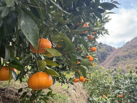 愛媛県今治関前岡村産甘平みかん2キロ（箱込）農薬不使用　化学肥料不使用