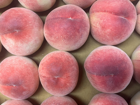 【今年初出品🍑限定50箱！】
和歌山県産　希少桃❗️あかつき🍑
1.8〜２㎏　６～9玉入り