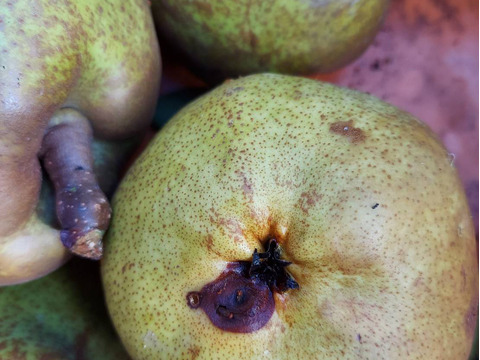 10月10日頃から発送開始！超スーパー訳あり規格外ラフランス10kバラ詰箱込11キロ