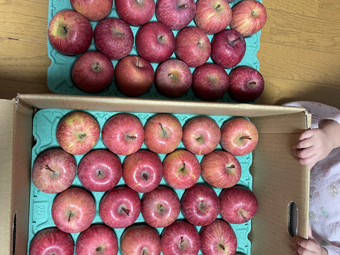 山形産　完熟　ふじりんご　１０㌔　５０玉