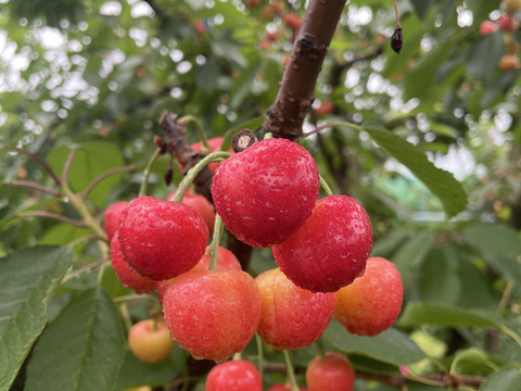 【大将錦】家庭用グラデーションセット 🍒1キロ🍒【双子ちゃんが入るかも】【Ｍサイズ以上】【訳あり】