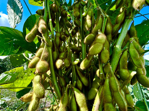 青森県津軽平野だけで栽培されている在来種毛豆