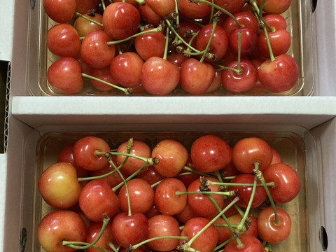 【発送は６月上旬～】さくらんぼ 佐藤錦３５０ｇ×２「訳ありですが味に自信あり!!」