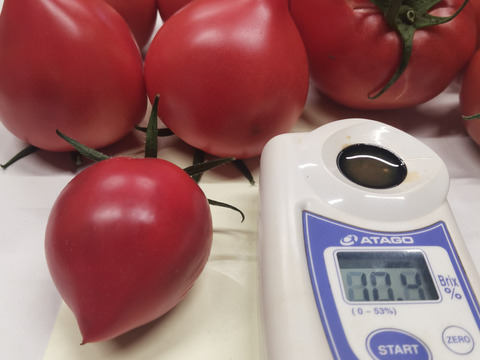 期間限定 「甘熟トマト 」 最高糖度10.4度 (1kg)