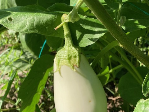 柔らかとろーり　旨なす（白なす）　1kg　4～6個（60サイズ、常温発送）