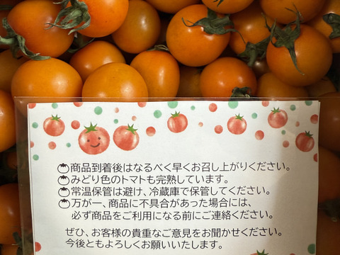 【ファイトリッチ】オレンジ千果ミニトマト1kg：ギフトメッセージ対応