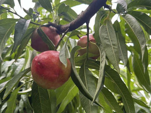 ※家庭用※ジューシーで甘酸っぱい！！夏にピッタリな『ネクタリン』2kg