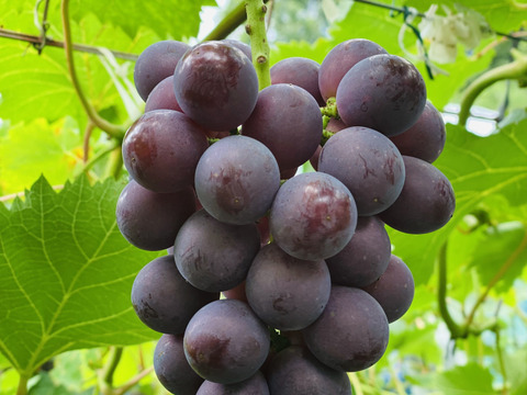 岡山県産　数量限定【お買得✨訳あり】サマーブラック🍇5房〜6房入り