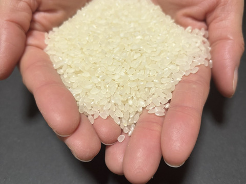 精米  魚沼産コシヒカリ 10㎏  令和7年産  魚沼市産