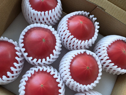 さやまるプロジェクトの朝採り完熟トマト（夏ギフト）：長野県産の