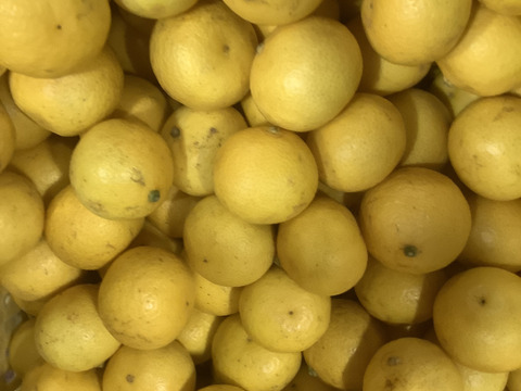 『2026ねん』【希少】湘南ゴールド(露地栽培)B品家庭用混合サイズ　　　S~Lサイズ2kg【幻のオレンジ】