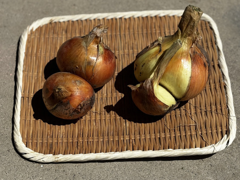 🉐ｾｯﾄ【自然栽培】特大玉ねぎ5kg＋じゃがいも1kg