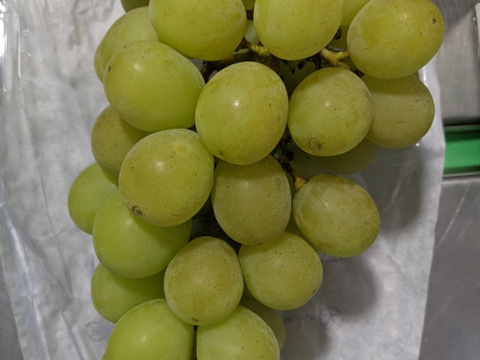 シャインマスカットとピオーネ