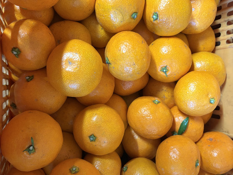 【大玉】樹上熟成！広島県産 ｢石地みかん｣ 10kg箱