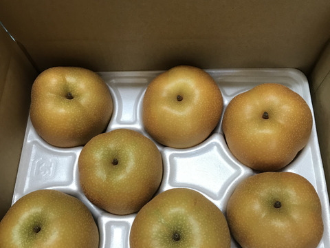 【幸水梨 】甘い‼️まるで梨ジュース💦贈答用約2.2kg(4~7個入)✨️ひとつひとつ色付きを確認して樹上完熟で収穫‼️鮮度を保つため早朝に収穫しクール便でお届け🚚【夏ギフト】