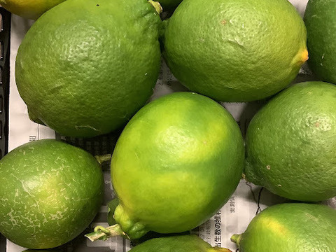 【訳あり大特価！】知多半島産青レモン1㎏(栽培期間中農薬不使用)