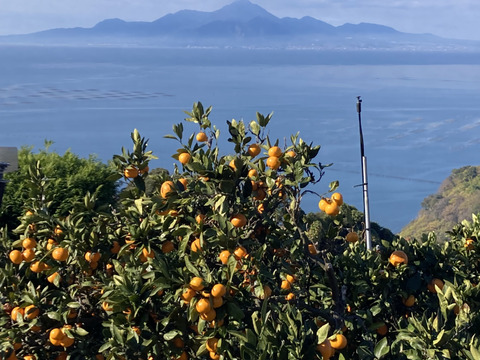 食べたらやみつき！【絶品】　糖度15度以上『興津早生みかん』　5kg