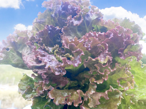 サラダセット【数量限定】農薬不使用の旨キャベツ！とリーフレタス！今だけの柔らかい春キャベツ